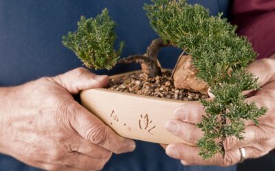 Why do bonsai?