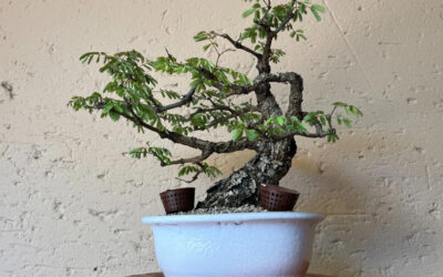 Bonsai Addicts Newsletter – Issue No. 3